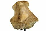 Hadrosaur (Edmontosaurus) Coracoid Bone With Stand - Montana #176376-4